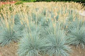 Festuca glauca 'Elijah Blue' (F. cinerea) Blue Fescue - 1 Gallon