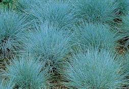 Festuca glauca 'Elijah Blue' (F. cinerea) Blue Fescue - 1 Gallon