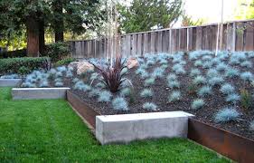 Festuca glauca 'Elijah Blue' (F. cinerea) Blue Fescue - 1 Gallon