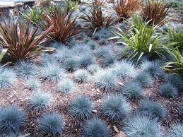 Festuca glauca 'Elijah Blue' (F. cinerea) Blue Fescue - 1 Gallon