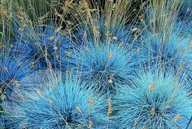 Festuca glauca 'Elijah Blue' (F. cinerea) Blue Fescue - 1 Gallon