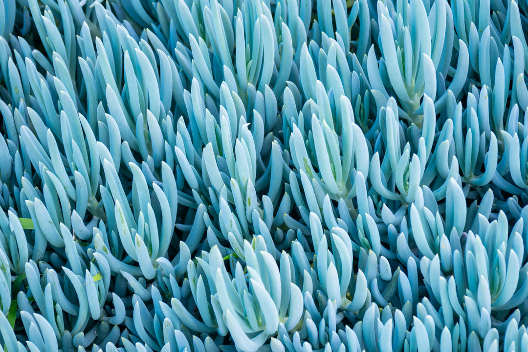 Blue Chalk Sticks - 1 Gallon