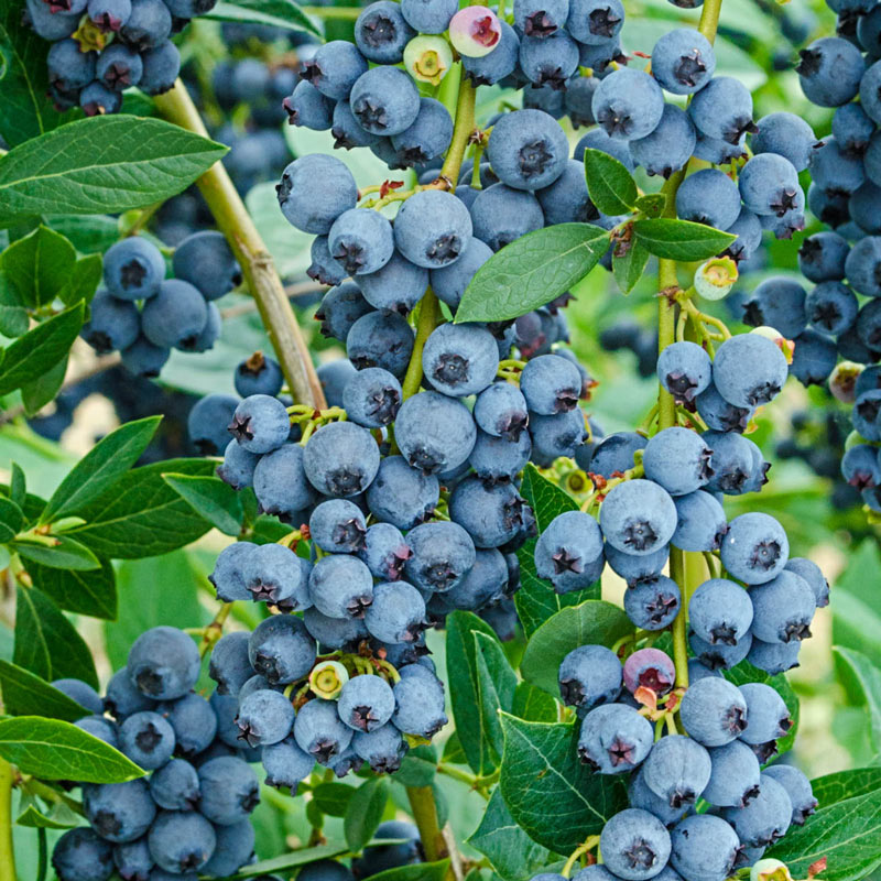Southmoon Blueberry - 5 Gallon