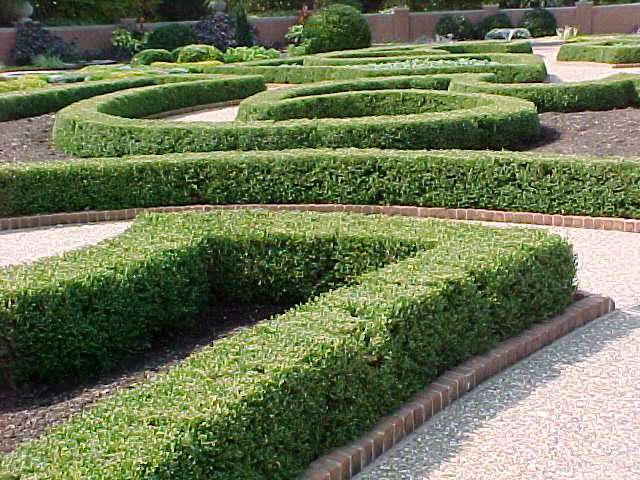 Japanese Boxwood - 1 Gallon