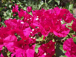 Bougainvillea 'Barbara Karst' Bougainvillea Red (Vine Type) - 5 Gallon