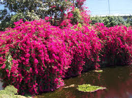 Bougainvillea 'Barbara Karst' Bougainvillea Red (Vine Type) - 5 Gallon