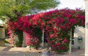 Bougainvillea 'Barbara Karst' Bougainvillea Red (Vine Type) - 5 Gallon