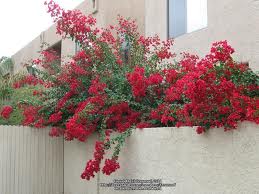 Bougainvillea 'Barbara Karst' Bougainvillea Red (Vine Type) - 5 Gallon