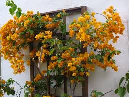 Bougainvillea 'California Gold' ('Sunset') Bougainvillea Gold (Vine Type) - 5 Gallon