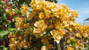 Bougainvillea 'California Gold' ('Sunset') Bougainvillea Gold (Vine Type) - 5 Gallon