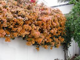 Bougainvillea 'California Gold' ('Sunset') Bougainvillea Gold (Vine Type) - 5 Gallon