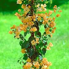 Bougainvillea 'California Gold' ('Sunset') Bougainvillea Gold (Vine Type) - 5 Gallon