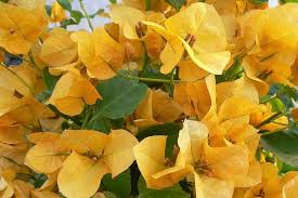 Bougainvillea 'California Gold' ('Sunset') Bougainvillea Gold (Vine Type) - 5 Gallon