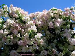 Bougainvillea 'Jamaica White' Bougainvillea White with Pink Blush (Vine Type) - 5 Gallon