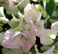 Bougainvillea 'Jamaica White' Bougainvillea White with Pink Blush (Vine Type) - 5 Gallon