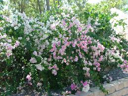 Bougainvillea 'Jamaica White' Bougainvillea White with Pink Blush (Vine Type) - 5 Gallon