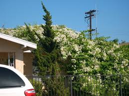 Bougainvillea 'Jamaica White' Bougainvillea White with Pink Blush (Vine Type) - 5 Gallon