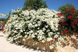 Bougainvillea 'Jamaica White' Bougainvillea White with Pink Blush (Vine Type) - 5 Gallon