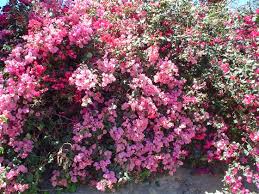 Bougainvillea 'James Walker' Bougainvillea Large Fl. Bracts of Reddish Purple (Vine Type) - 5 Gallon