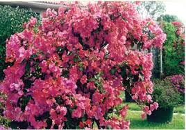 Bougainvillea 'James Walker' Bougainvillea Large Fl. Bracts of Reddish Purple (Vine Type) - 5 Gallon