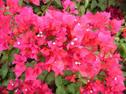 Bougainvillea 'James Walker' Bougainvillea Large Fl. Bracts of Reddish Purple (Vine Type) - 5 Gallon