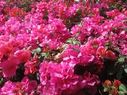 Bougainvillea 'James Walker' Bougainvillea Large Fl. Bracts of Reddish Purple (Vine Type) - 5 Gallon