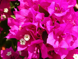 Bougainvillea 'Miami Pink' Bougainvillea Hot Pink (Vine Type) - 5 Gallon