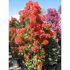 Bougainvillea 'Orange King' Bougainvillea Orange (Vine type) - 15 Gallon