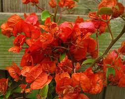 Bougainvillea 'Orange King' Bougainvillea Orange (Vine type) - 15 Gallon