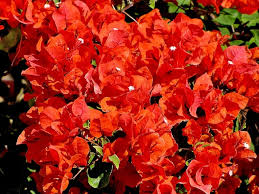 Bougainvillea 'Orange King' Bougainvillea Orange (Vine type) - 15 Gallon