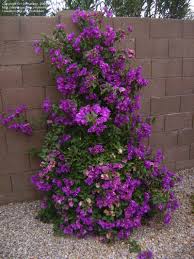 Bougainvillea Brasiliensis - Bougainvillea Purple (Vine Type) - 5 Gallon