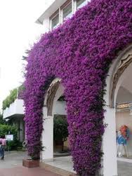Bougainvillea Brasiliensis - Bougainvillea Purple (Vine Type) - 5 Gallon