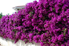 Bougainvillea Brasiliensis - Bougainvillea Purple (Vine Type) - 5 Gallon