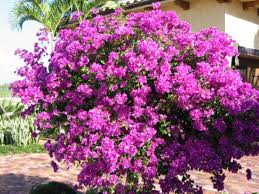 Bougainvillea Brasiliensis - Bougainvillea Purple (Vine Type) - 5 Gallon