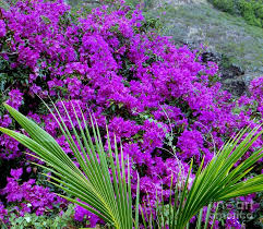 Bougainvillea Brasiliensis Bush - Bougainvillea Purple (Bush Type) - 5 Gallon
