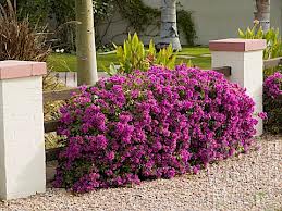 Bougainvillea Brasiliensis Bush - Bougainvillea Purple (Bush Type) - 5 Gallon
