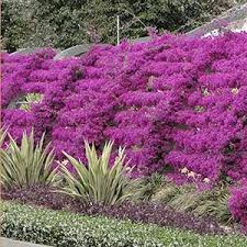 Bougainvillea Brasiliensis Bush - Bougainvillea Purple (Bush Type) - 5 Gallon