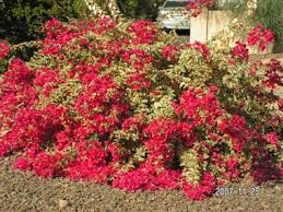 Bougainvillea 'Raspberry Ice' ('Hawaii') Bougainvillea Red Flwr. w/Varieg. Leaves(Vine Type) - 15 Gallon
