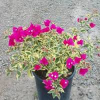 Bougainvillea 'Raspberry Ice' ('Hawaii') Bougainvillea Red Flwr. w/Varieg. Leaves(Bush Type) - 5 Gallon