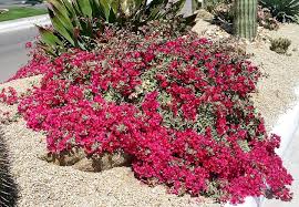 Bougainvillea 'Raspberry Ice' ('Hawaii') Bougainvillea Red Flwr. w/Varieg. Leaves(Bush Type) - 5 Gallon