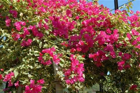 Bougainvillea 'Raspberry Ice' ('Hawaii') Bougainvillea Red Flwr. w/Varieg. Leaves(Vine Type) - 15 Gallon