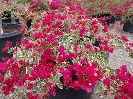 Bougainvillea 'Raspberry Ice' ('Hawaii') Bougainvillea Red Flwr. w/Varieg. Leaves(Bush Type) - 5 Gallon