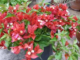 Bougainvillea 'La Jolla' Bougainvillea Red - 5 Gallon ( Bush Type )