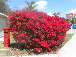 Bougainvillea 'La Jolla' Bougainvillea Red - 5 Gallon ( Bush Type )