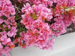 Bougainvillea 'Rosenka' Bougainvillea Orange/Pink (Vine Type) - 5 Gallon