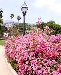 Bougainvillea 'Rosenka' Bougainvillea Orange/Pink (Vine Type) - 5 Gallon