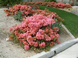 Bougainvillea 'Rosenka' Bush Bougainvillea Orange/Pink (Bush Type) - 5 Gallon
