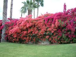 Bougainvillea 'Rosenka' Bougainvillea Orange/Pink (Vine Type) - 5 Gallon