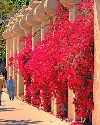 Bougainvillea 'San Diego Red' Bougainvillea Red (Vine Type) - 5 Gallon