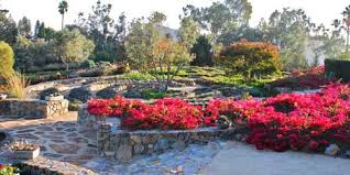 Bougainvillea 'San Diego Red' Bougainvillea Red (Vine Type) - 5 Gallon